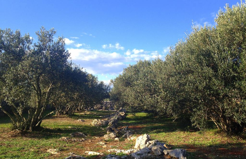 Villa Cortes Mali Iž 외부 사진